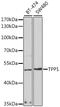 CLN2 antibody, GTX33553, GeneTex, Western Blot image 