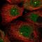 Zinc Finger Protein 280D antibody, NBP1-82207, Novus Biologicals, Immunocytochemistry image 