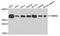 Translocase Of Outer Mitochondrial Membrane 34 antibody, orb373235, Biorbyt, Western Blot image 