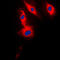 Acrosin-binding protein antibody, LS-C353584, Lifespan Biosciences, Immunofluorescence image 