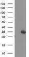 Thioredoxin Related Transmembrane Protein 1 antibody, TA506948BM, Origene, Western Blot image 