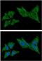 Thioredoxin 2 antibody, GTX57676, GeneTex, Immunofluorescence image 