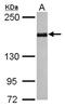 SET Domain Bifurcated Histone Lysine Methyltransferase 1 antibody, NBP2-20322, Novus Biologicals, Western Blot image 