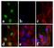 Forkhead Box A2 antibody, 710680, Invitrogen Antibodies, Immunofluorescence image 