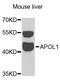 Apolipoprotein L1 antibody, LS-C748427, Lifespan Biosciences, Western Blot image 