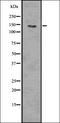 Cadherin pan antibody, orb336601, Biorbyt, Western Blot image 