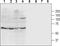 Purinergic Receptor P2X 4 antibody, PA5-77680, Invitrogen Antibodies, Western Blot image 
