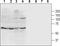 Purinergic Receptor P2X 4 antibody, PA5-77680, Invitrogen Antibodies, Western Blot image 