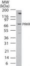 Eukaryotic Translation Initiation Factor 2 Alpha Kinase 2 antibody, PA1-41548, Invitrogen Antibodies, Western Blot image 