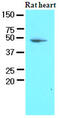 Pyruvate Dehydrogenase Kinase 1 antibody, MBS200171, MyBioSource, Western Blot image 