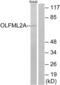 Olfactomedin Like 2A antibody, abx015388, Abbexa, Western Blot image 