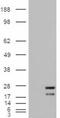 Ras antibody, STJ71479, St John