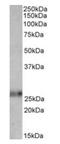 Ephrin A1 antibody, orb125070, Biorbyt, Western Blot image 