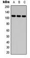 CD49D antibody, MBS8212621, MyBioSource, Western Blot image 