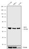 Interferon Regulatory Factor 8 antibody, 702323, Invitrogen Antibodies, Western Blot image 