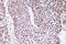 Growth Differentiation Factor 9 antibody, LS-C177281, Lifespan Biosciences, Immunohistochemistry frozen image 