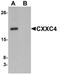 CXXC Finger Protein 4 antibody, NBP1-76491, Novus Biologicals, Western Blot image 