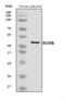 RAR Related Orphan Receptor B antibody, A09711-2, Boster Biological Technology, Western Blot image 