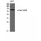 Mitogen-Activated Protein Kinase Kinase Kinase 7 antibody, LS-C381378, Lifespan Biosciences, Western Blot image 