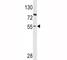 Paired Box 8 antibody, F49929-0.4ML, NSJ Bioreagents, Western Blot image 