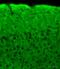 Neuron-specific antigen HPC-1 antibody, ab41453, Abcam, Immunohistochemistry frozen image 