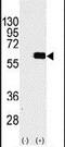 RAC-beta serine/threonine-protein kinase antibody, PA5-13762, Invitrogen Antibodies, Western Blot image 