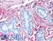 Collagen Type VI Alpha 1 Chain antibody, LS-B695, Lifespan Biosciences, Immunohistochemistry paraffin image 