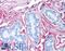 Collagen Type VI Alpha 1 Chain antibody, LS-B695, Lifespan Biosciences, Immunohistochemistry paraffin image 