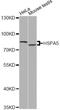 Heat Shock Protein Family A (Hsp70) Member 5 antibody, A11568, ABclonal Technology, Western Blot image 