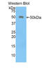 CD46 Molecule antibody, LS-C298668, Lifespan Biosciences, Western Blot image 