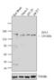 Tight Junction Protein 3 antibody, 36-4100, Invitrogen Antibodies, Western Blot image 