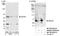 DEAD-Box Helicase 28 antibody, NB100-2345, Novus Biologicals, Western Blot image 