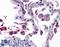 Tripartite Motif Containing 7 antibody, LS-B4968, Lifespan Biosciences, Immunohistochemistry frozen image 