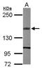 TEK Receptor Tyrosine Kinase antibody, NBP2-20636, Novus Biologicals, Western Blot image 