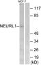 Neuralized E3 Ubiquitin Protein Ligase 1 antibody, PA5-39285, Invitrogen Antibodies, Western Blot image 