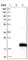 Chromosome 1 Open Reading Frame 21 antibody, HPA026831, Atlas Antibodies, Western Blot image 