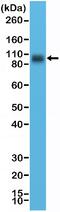 CD276 Molecule antibody, NBP2-77415, Novus Biologicals, Western Blot image 