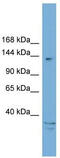 MRF-2 antibody, TA339767, Origene, Western Blot image 