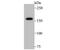 Nuclear Receptor Coactivator 1 antibody, NBP2-75672, Novus Biologicals, Western Blot image 