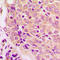 Glycogen Synthase Kinase 3 Alpha antibody, LS-C359015, Lifespan Biosciences, Immunohistochemistry frozen image 