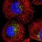 Sorting nexin-17 antibody, NBP1-92417, Novus Biologicals, Immunofluorescence image 