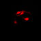 Checkpoint Kinase 1 antibody, LS-C352010, Lifespan Biosciences, Immunofluorescence image 