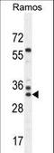 Family With Sequence Similarity 133 Member A antibody, LS-C165949, Lifespan Biosciences, Western Blot image 