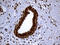 Double-strand-break repair protein rad21 homolog antibody, LS-C792711, Lifespan Biosciences, Immunohistochemistry paraffin image 