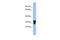 V-Set Immunoregulatory Receptor antibody, PA5-43400, Invitrogen Antibodies, Western Blot image 