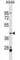 Actin Like 8 antibody, abx029895, Abbexa, Western Blot image 