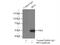 Interferon Regulatory Factor 4 antibody, 11247-2-AP, Proteintech Group, Immunoprecipitation image 