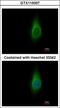 Inositol Monophosphatase 1 antibody, GTX115007, GeneTex, Immunocytochemistry image 