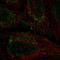 Proline Rich And Gla Domain 1 antibody, HPA078129, Atlas Antibodies, Immunofluorescence image 