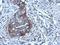 Regulator Of G Protein Signaling 4 antibody, LS-C186350, Lifespan Biosciences, Immunohistochemistry frozen image 